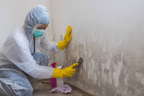 Best Black Mold Removal  in Oakdale, CA
