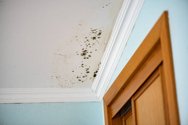 Office Mold Removal Services in Oakdale, CA