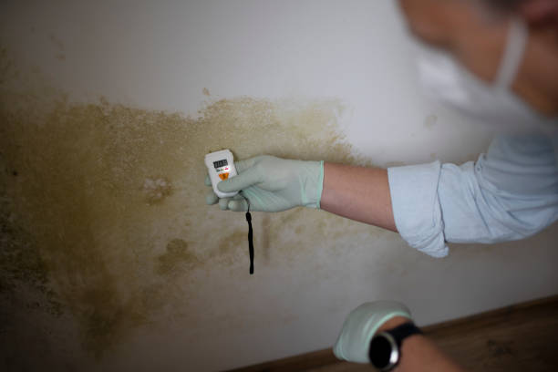 Professional Mold Removal in Oakdale, CA