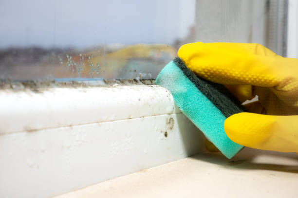 Best Mold Removal Company Near Me  in Oakdale, CA