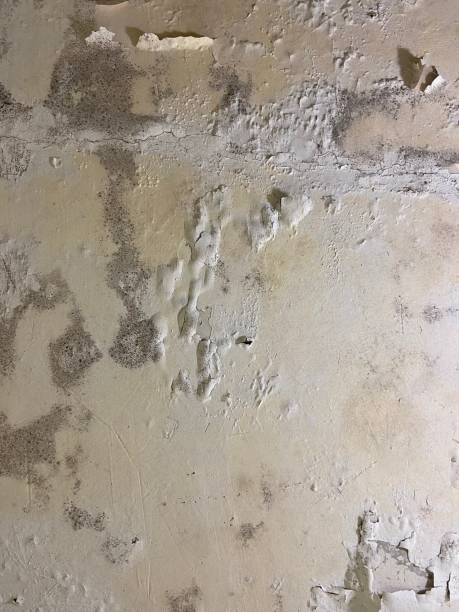Best Mold Damage Repair  in Oakdale, CA