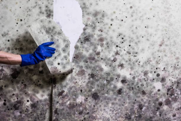 Best Commercial Mold Removal  in Oakdale, CA
