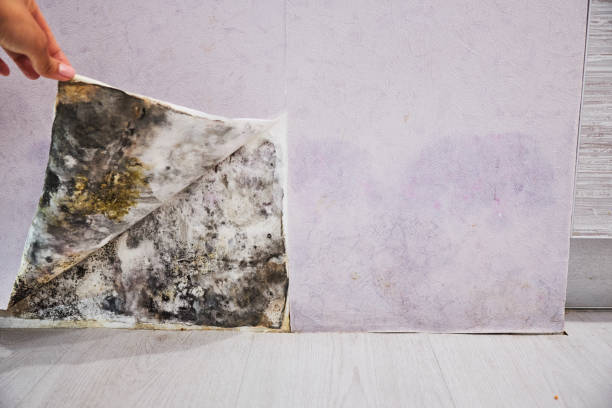 Best Black Mold Removal  in Oakdale, CA